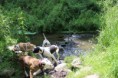 /album/ab-walk-01-06-2014/wandeling-70-jpg/
